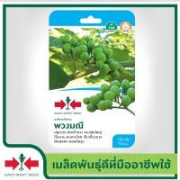 ราคา East West Seed เมล็ดพันธุ์มะเขือพวง Pea eggplant seeds พวงมณี เมล็ดพันธุ์ผัก เมล็ดพันธุ์ ผักสวนครัว ตราศรแดง (1898228895)