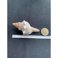 ราคา หอยสังข์สีขาว เปลือกหอยหอยทากขนาดใหญ่ CHI XUAN WHITE LONG conch shell 6 15cm (19822093979)