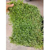 ราคา หญ้าสนาม หญ้าจริง หญ้านวลน้อย หญ้าญี่ปุ่น หญ้าพาสพาลัม หญ้ามาเลเซีย ขนาด 50x100ซม (23372027472)