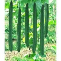 ราคา เมล็ดพันธุ์ บวบหอมยาว Long Luffa บรรจุ 10 เมล็ด บวบหอม แอปเปิ้ล มะนอย บวบกลม บวบหอมสั้น (22356713310)