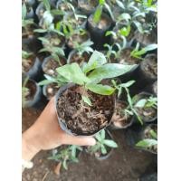 ราคา ต้นกล้าผักหวานป่า 100 ปลูกขายได้กำไร พืชเศรษฐกิจ (22778705665)