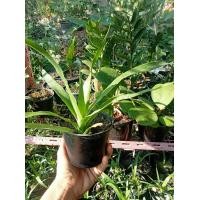 ราคา ต้นจันผาใหญ่ เบี้ยต้นจันผา ชำในถุงดำ ต้นจันผาเพาะเมล็ด (20661815528)