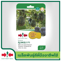 ราคา East West Seed เมล็ดพันธุ์ฟักทอง Pumpkin seeds ถุงทอง F1 เมล็ดพันธุ์ผัก เมล็ดพันธุ์สวนครัว บัตเตอร์นัท Butternut ตราศรแดง (1832072649)