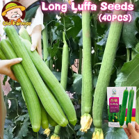 ราคา 40เมล็ด แพ็ค เมล็ดพันธุ์ เมล็ดบวบหอมยาว Long Luffa Seeds Long Loofah Sponge Gourd Patola Seeds เมล็ดพันธุ์ใยบวบยาว เมล็ดพันธุ์ผัก คุณภาพดี ราคาถูก ของแท้ 100 ปลูกง่าย ผักสวนครัว ผักออร์แกนิก บอนไซ พัน