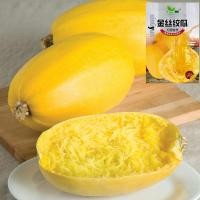 ราคา เมล็ดฟักทองสปาเก็ตตี้ 20 เมล็ด spaghetti squash Original Packaging สายพันธุ์ OP (21435061290)