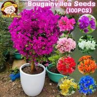 ราคา 100เมล็ด แพ็ค เมล็ดพันธุ์ ดอกเฟื่องฟ้า คละสี เมล็ดเฟื่องฟ้า เฟื่องฟ้าแคระ Bonsai Bougainvillea Seed Flower Seed เมล็ดดอกไม้ คุณภาพดี ราคาถูก ของแท้ 100 ปลูกง่าย ต้นเฟื่องฟ้าแคระ ต้นไม้มงคล ต้นไม้ฟอกอา