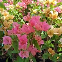 ราคา เฟื้องฟ้าสีชมพูโอรส1ต้นลงถุงดำสูงประมาณ30ซม (21556071697)