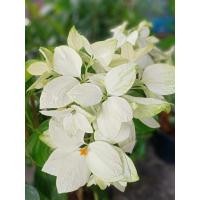 ราคา ดอกดอนญ่าสีขาว1ต้นถุงดำ ไม้ประดับมงคล (21640413498)