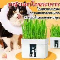 ราคา หญ้าแมว ข้าวสาลีแมว ออร์แกนิค ชุดปลูกหญ้าแมว เมล็ดข้าวสาลี ชุดปลูกข้าวสาลี หญ้าแมวออแกนิก ถาดเพาะต้นอ่อน สำหรับ หมา แมว หนู กระต่าย นก (22825341219)