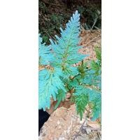 ราคา เฟิร์นกนกนารีสีฟ้าจ ชุมพรกะมีจ้าขายชุด10ต้นถอนอ่ะ (18571769840)