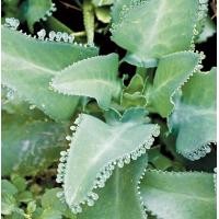 ราคา ต้น เศรษฐีพันล้าน ถ้าปลูกไว้จะร่ำรวย ทำมาค้าขึ้น กระถางดำ 2 3 นิ้ว 29 บาท (12382330024)