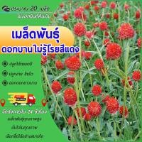 ราคา 20 เมล็ดเมล็ดพันธุ์ดอกบานไม่รู้โรยสีแดงเมล็ดดอกบานไม่รู้โรย Gomphrena Seedออกดอกสวยทั้งปี (24236181831)