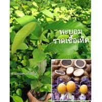 ราคา ต้นพะยอม ต้นพยอม พยอม ไม้พะยอม ขนาด 20 30 ส่งทั่วประเทศมีบริการเคลมฟรี (10109625902)