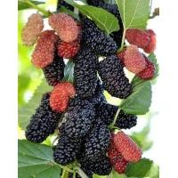 ราคา ต้นหม่อน มัลเบอร์รี่ พันธุ์เชียงใหม่ 60 ขั้นต่ำ 2 ต้น สั่งซื้อครบ 5 ต้น ฟรี 1 ต้นเป็นหม่อนทานผล ให้ผลดก ลูกใหญ่ ใบทำชาได้ ผลแปรรูปได้ ปลูกง่าย ปลูกได้ทุกพื้นที่ ติดผลทั้งปี (17437471311)