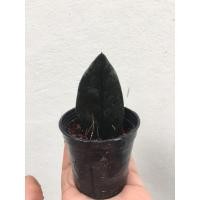 ราคา กวักมรกตดำ กวักมรกตนิล ไม้ฟอกอากาศ ไม้มงคล เสริมโชคลาภ กวักเงินกวักทองเข้าบ้าน ส่ง 1 ใบชำใส่กระถาง มีราก มีหัวแข็งแรงแล้ว ภาพหน้าปกคือต้นแม่ (17323002315)