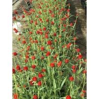 ราคา ดอกบานไม่รู้โรยคละสี 50 เมล็ด (10262290544)