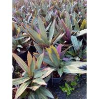 ราคา ต้นกาบหอย ว่านกาบหอย กระถาง 5 6 นิ้ว (23798376371)