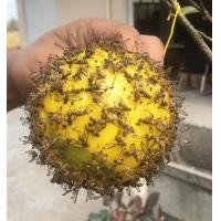 ราคา ที่ดักแมลงวัน กาวดักแมลง ไล่แมลงวันทอง ลูกบอลดักแมลง ไล่แมลง มีกลิ่นล่อแมลง (22356630993)