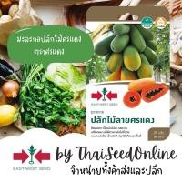 ราคา Sorndang ศรแดง GGEW เมล็ดพันธุ์ มะละกอฮอลแลนด์ ปลักไม้ลายศรแดง ประมาณ 20 เมล็ด ตราศรแดง Holland Papaya (24321293657)