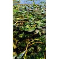 ราคา สาหร่ายหางกระรอก (21549995717)