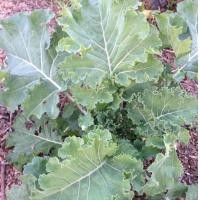 ราคา ต้นพันธุ์ เคลไซบีเรียน Siberian Kale หรือ เคล ไซบีเรียน ถุงดำละ 29 บาท มีรสชาติและกลิ่นคล้ายคะน้า แต่ออกจะมีรสหวานๆ จนมีคนเรียก ผักคะน้าเคลไซบีเรียน ปลูกง่ายมากๆ โตไวมาก ผักซุปเปอร์ฟุ้ด (24335785388)