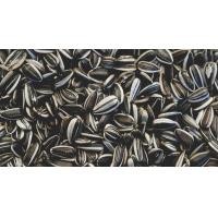 ราคา พร้อมส่ง ถาดเพาะต้นอ่อน ไร้ดิน Seed Sprouter Tray Germination Tray Hydroponics Basket ไม่ต้องใช้ดิน เพาะต้นอ่อนทานตะวัน ต้นอ่อนข้าวสาลี ผักบุ้ง โตวเหมี่ยว (12726993316)