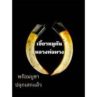 ราคา เขี้ยวหมูตัน หลวงพ่อผาง ยาว 8 ซม คงกระพันชาตรี สู้กับศัตรู ผู้มุ่งร้าย ต่อ 1 ชิ้น (23698958358)