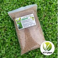 ราคา เมล็ดเทียบหญ้ามาเลเซีย 1 กิโลกรัม หญ้าสนาม หญ้ามาเลเซีย (24658138697)