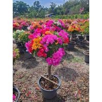 ราคา ต้นเฟื่องฟ้าแฟนตาซี คละสี 3 4สีทรงหมวก สามารถนำไปตั้งประดับ หน้าบ้านจัดส่งพร้อมกระถาง (21303972211)