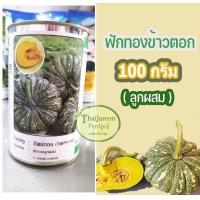 ราคา ฟักทองข้าวตอก ทิพย์ทอง ตรา Seedline เนื้อเหลืองเข้ม หนาแน่นมัน (23389608867)