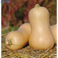 ราคา TGWH 1 ออนซ์ เมล็ดพันธุ์ บัตเตอร์นัท Waltham Butternut Squash Seed ประมาณ 250 300 เมล็ด (24236058976)