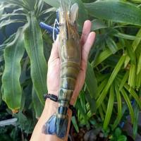 ราคา กุ้งหัวแก้วไซส์20 30ตัวต่อโล กุ้งแม่น้ำคัดหัวแก้วล้วนๆ 95 แบ่งขายแพ็คละ1กิโลกรัม เป็นกุ้งสดจากบ่อแล้วนำไปแช่แข็ง (24589346423)