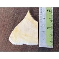 ราคา 27107 เครื่องรางงาช้างแท้ ทำหัวแหวน แกะเครื่องราง ตรงปกตามรูป (24499140601)