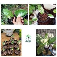 ราคา บอนกระดาษดำด่าง ต้นกระดาดดำด่าง บอนก้านดำ Black Stem Elephant Ear จัดส่งต้นด่างแล้วทุกต้น ไม้ด่างตัวแพงหายาก นิยมนำมาปลูกประดับด้วยสีดำที่มีเอกลักษณ์ ตัดกับความด่างขาว แถมยังต้นยักใหญ่มากๆ (2288129634