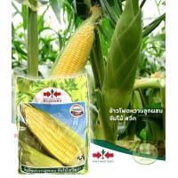 ราคา เมล็ดพันธุ์ ศรแดง ข้าวโพดหวาน ข้าวโพด ลูกผสม จัมโบ้สวีท ลูกผสม หวาน งอกดี พันธุ์ปลูกขาย (21938682621)