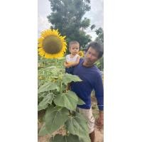 ราคา เมล็ดพันธุ์ทานตะวัน aquara 6 ดอกใหญ่บรรจุ 1 กิโลกรัม (21312131108)