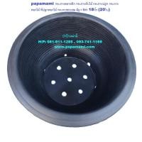 ราคา 20ใบ papamami กระถางชวนชม มีรู สีดำ 18นิ้ว กระถางบอนไซ อ่างชวนชม กระถางพลาสติก กระถางต้นไม้ กระถางดอกไม้ อ่างปลูกต้นไม้ อ่างปลูกบอนไซ (5151822203)