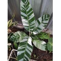 ราคา นิยมมาก จัดโปรโมชั่น กล้วยฟลอริด้าด่าง กล้วยด่าง floridaลูกกินได้รสชายอร่อย จัดส้งทั้งกระถางความสุข80 120cm (20050576238)