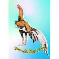 ราคา ไข่เชื้อไก่เหลืองหางขาวสายพันธ์ุแท้ จำนวน6ฟอง 700 บาท (20501866499)