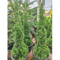 ราคา สนมังกร ต้นสูง1 1 3เมตร ขนาดกระถาง15นิ้ว สนมังกร (21074894283)