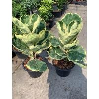 ราคา ต้นไทรใบสักด่าง ไทรใบสักด่าง ต้นไทรใบสัก ไทรใบสัก ไม้ด่าง ไทรใบสักใหญ่ ต้นไทรใบสักด่าง กระถาง 11 นิ้ว สูง 60 cm (21366043660)