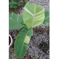 ราคา กล้วยด่าง เล็บมือนาง ฟลอริด้า สั่งครั้งละ1ต้น ออเดอร์ (24501225776)