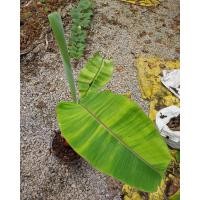 ราคา กล้วยด่าง เล็บมือนาง ฟลอริด้า สั่งครั้งละ1ต้น ออเดอร์ (20612107488)