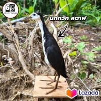 ราคา นกกวักสตาฟ นกกวักหมานๆ (19510839200)