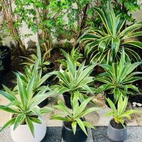 ราคา 2ต้น อากาเว่ปากนกแก้ว Agave Attennuata มีต้นกำเนิดจากประเทศเม็กซิโกและอเมริกาใต้ ทนร้อน ทนแล้ง (24735682850)