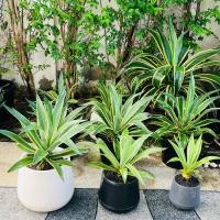 ราคา 2ต้น อากาเว่ปากนกแก้ว Agave Attennuata มีต้นกำเนิดจากประเทศเม็กซิโกและอเมริกาใต้ ทนร้อน ทนแล้ง (24735871620)