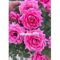 ราคา กุหลาบโรมันพิงค์ กุหลาบกลิ่นหอมมาก สีชมพูเข้มสวย ดอกดก ดอกฟูเต็มต้น ดอกบานนานบานทน เลี้ยงง่าย (24573000188)