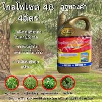 ราคา ไกลโฟ เซต48 ขนาด 4ลิตร ตราอูฐทองคำ สารกำจัดวัชพืช ใบกว้าง ใบแคบ ชนิดดูดซึม สูตรเร็วแรงตายถึงราก (17774105645)