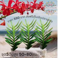 ราคา กล้วยไม้ช้างแดงชุมพรของแท้ (23832704728)