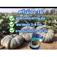 ราคา เมล็ดพันธุ์ฟักทองศรีเมือง16 รสหวาน มัน เหนียว เนื้อเหลืองสด ขนาด 100กรัม ตราเจียไต๋ ผิวคางคก ส่งฟรี (19985120468)